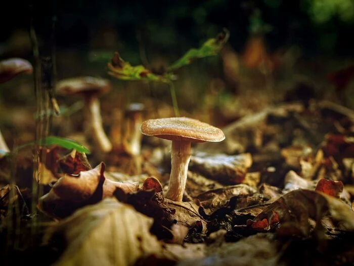 macro shot of mushroom
