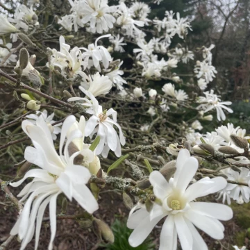 magnolia