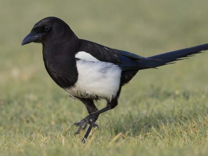 magpie looking left