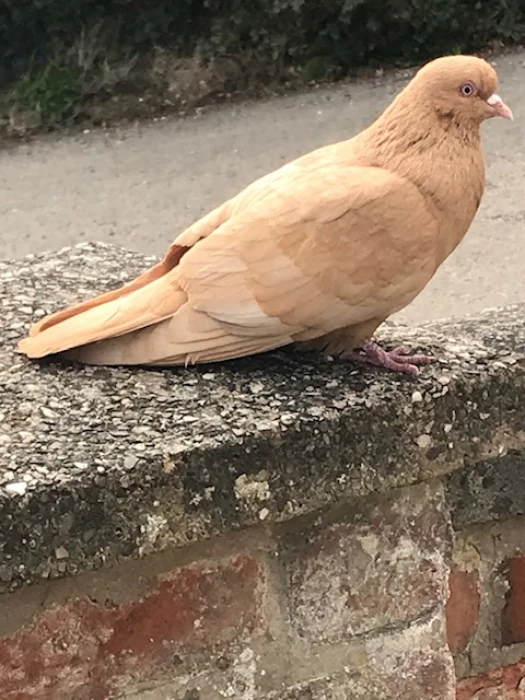 mansell bird