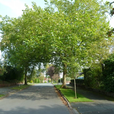 mature tree overhanging high tree drive