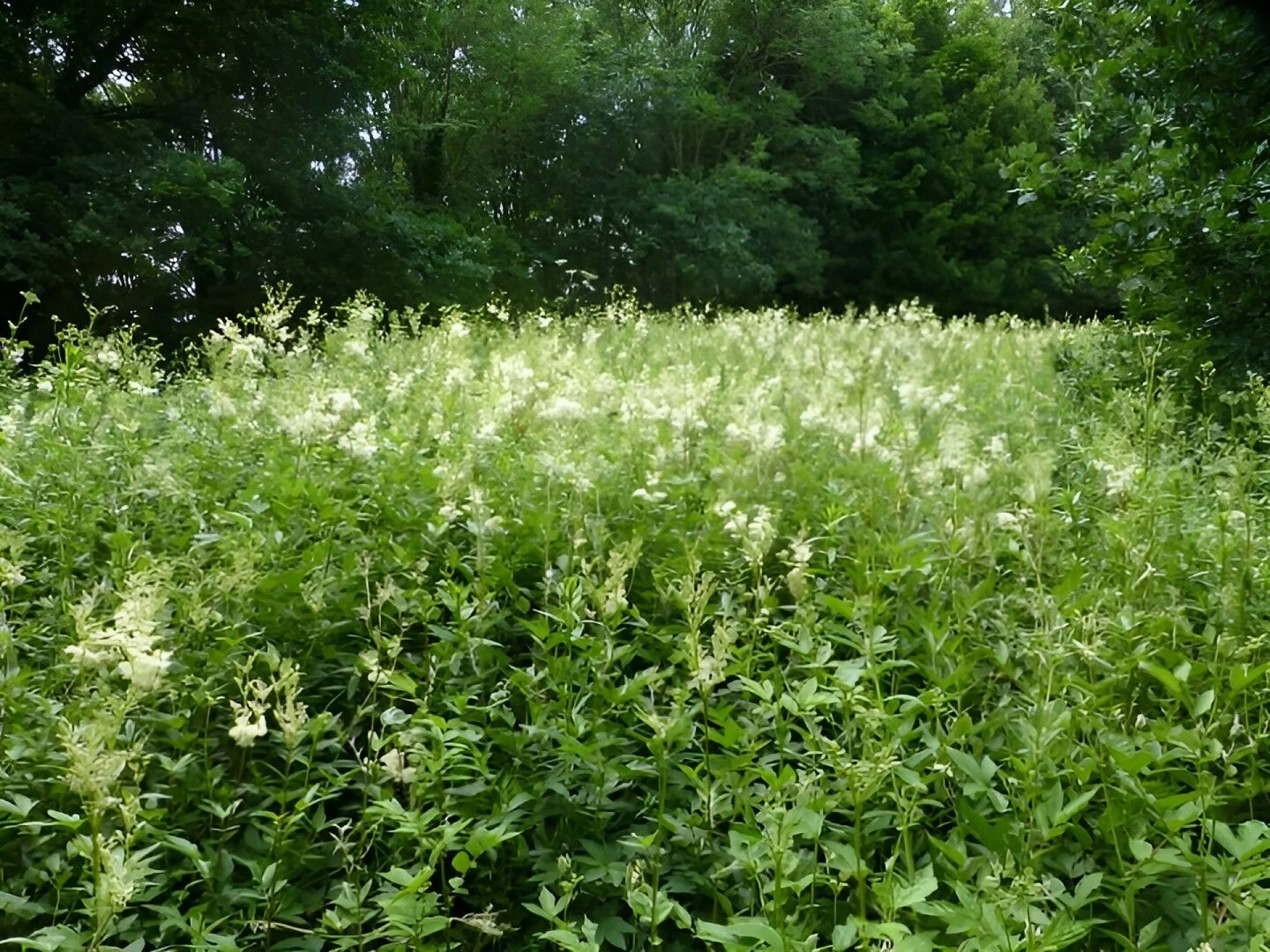 meadowsweet 2
