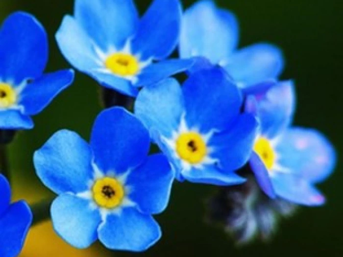 memory worship flower
