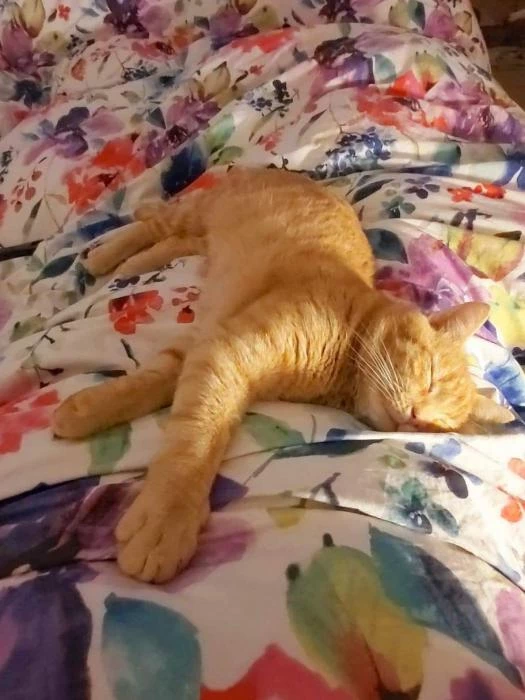 missing cat 12 dec 2019596400831123405