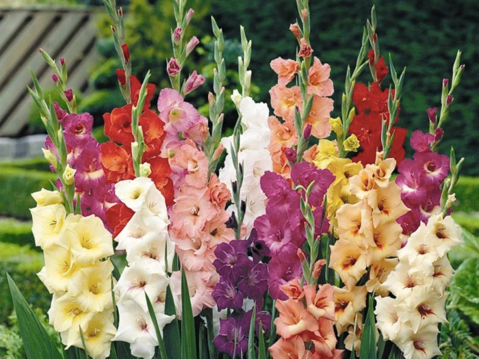 mixed gladioli