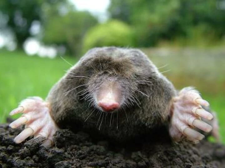 mole2