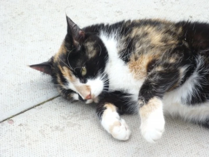 molly