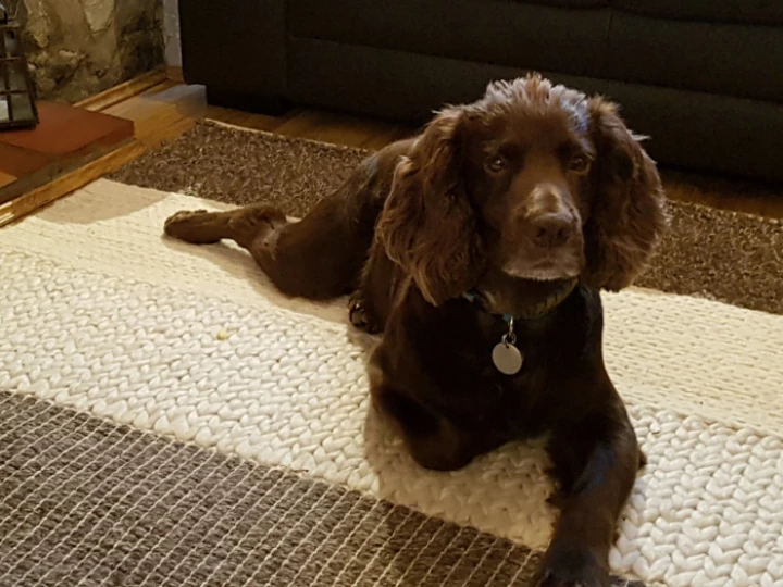 monty