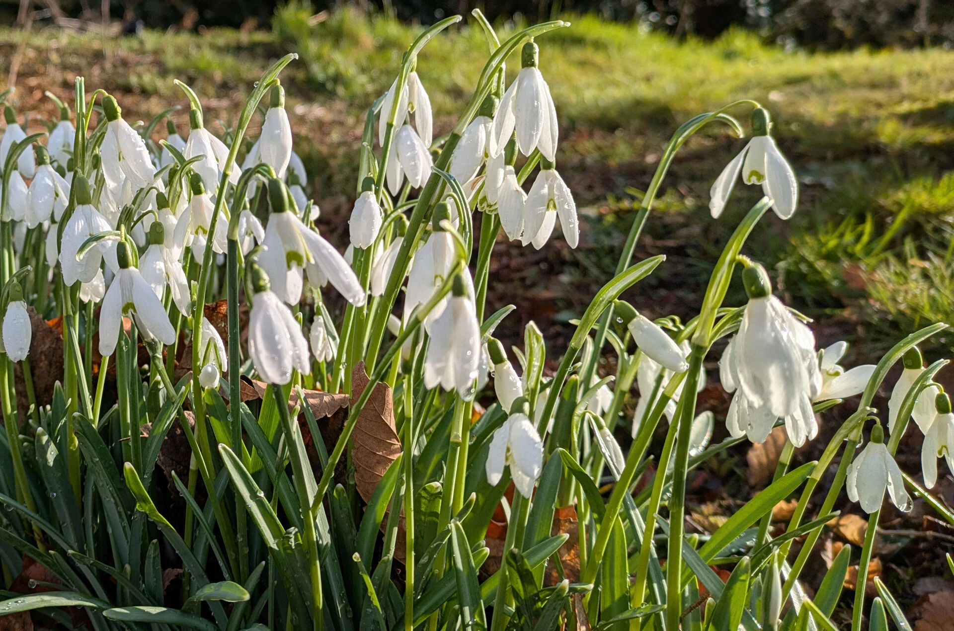 more snowdrops