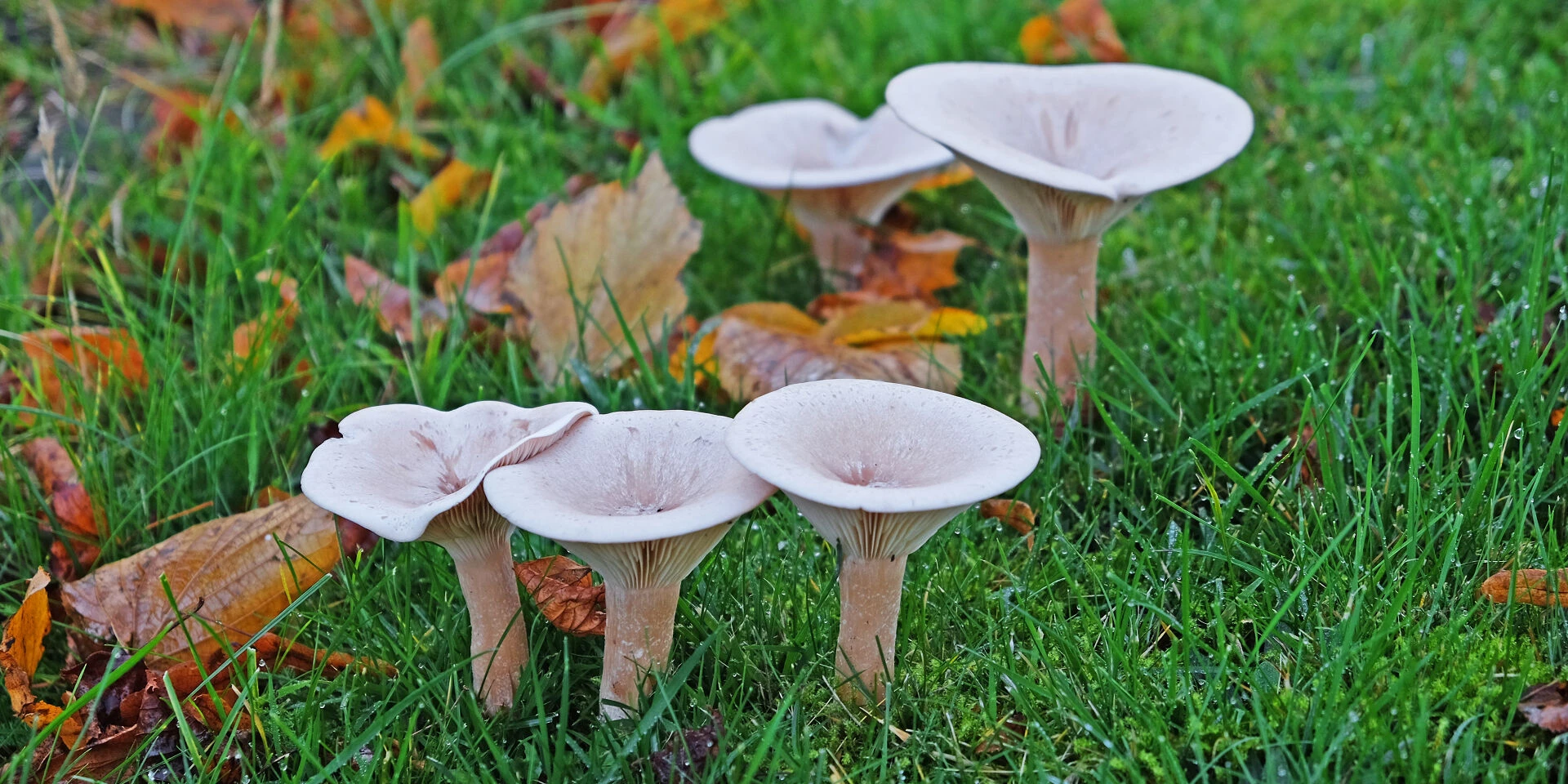 mushrooms f9890
