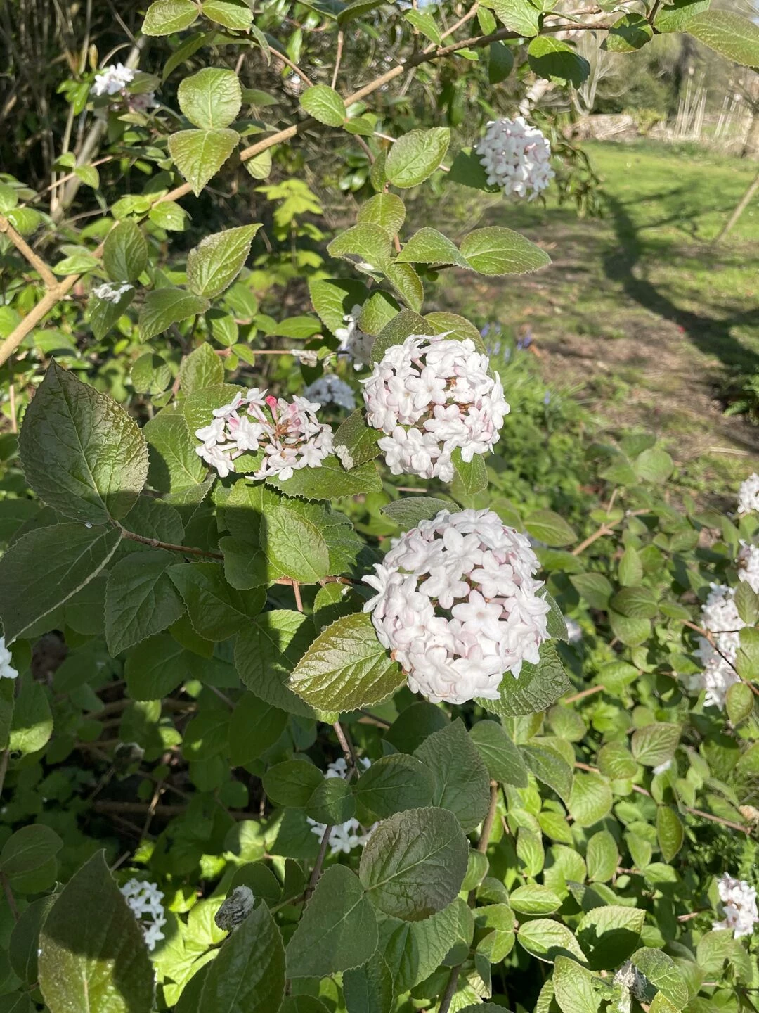 mzz b39s garden