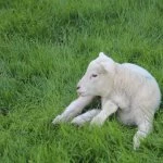 new life at minster abbey