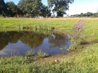 newt pond