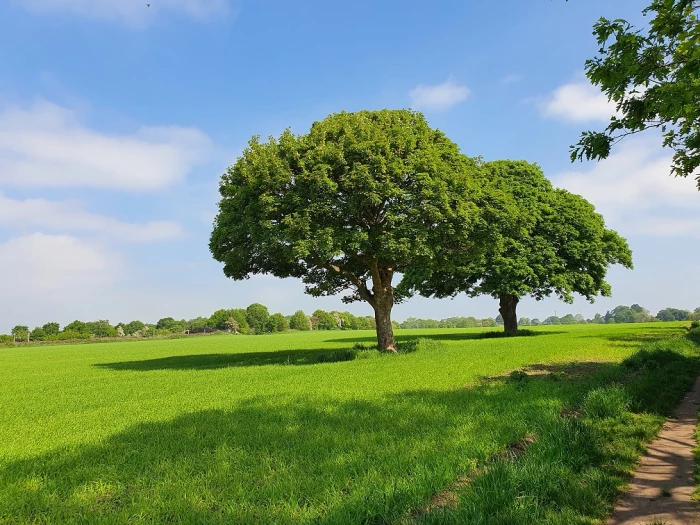 oak trees in a field in cheshire east