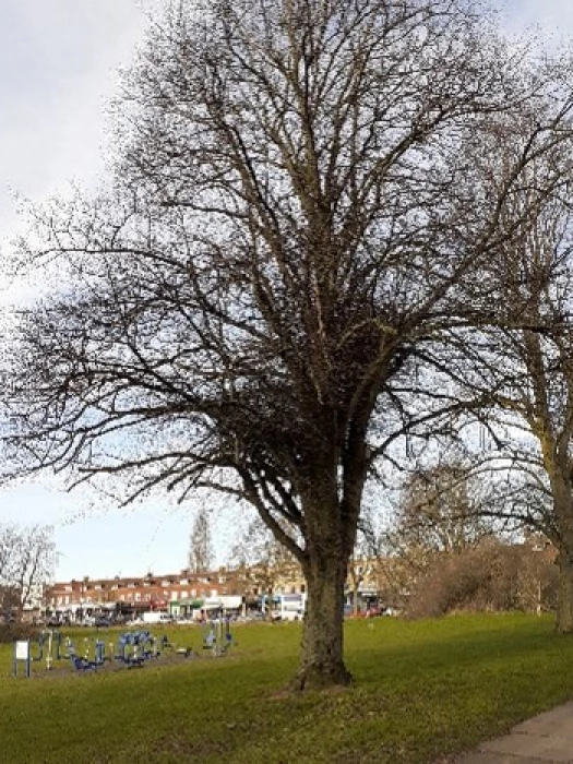 one tree in winter