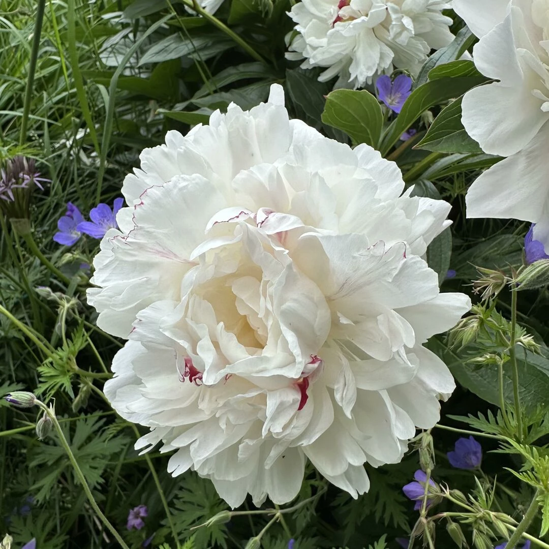 open garden 18