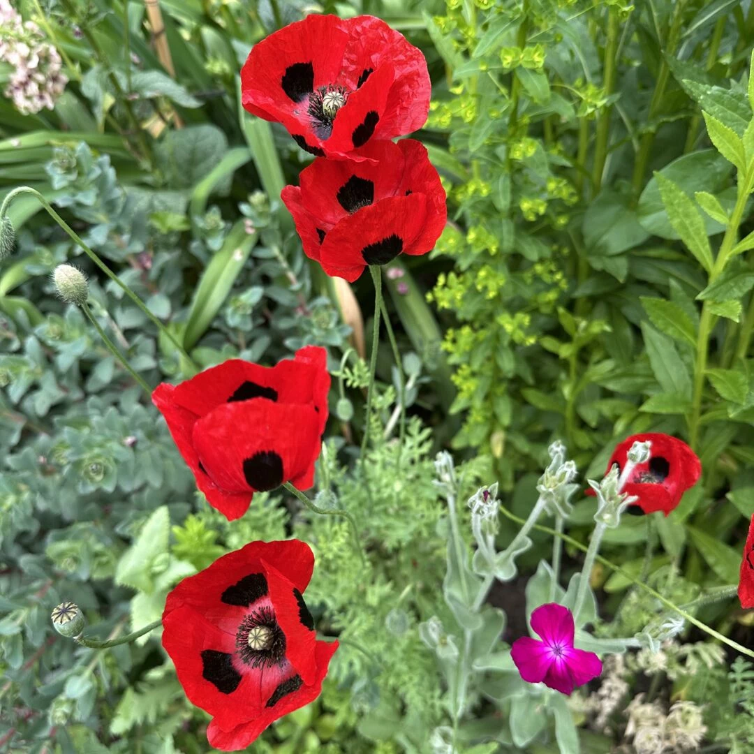 open garden 19