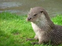 otter