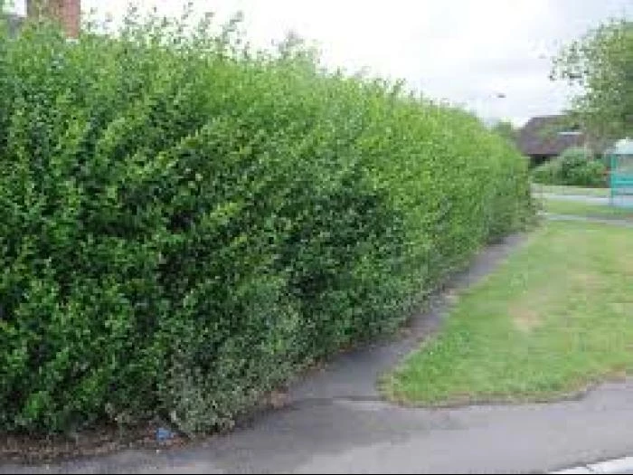 overgrown hedges