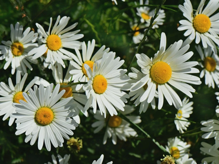 oxeye daisy flower plant