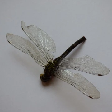 p1070513