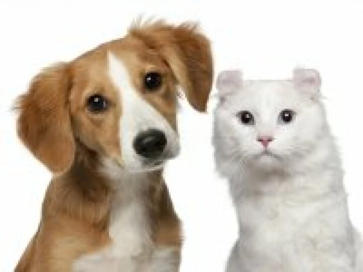 petdogcat