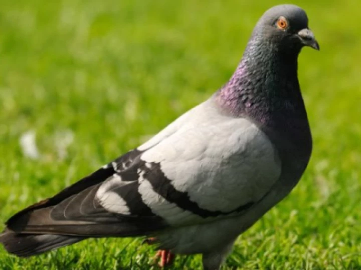 pidgeon