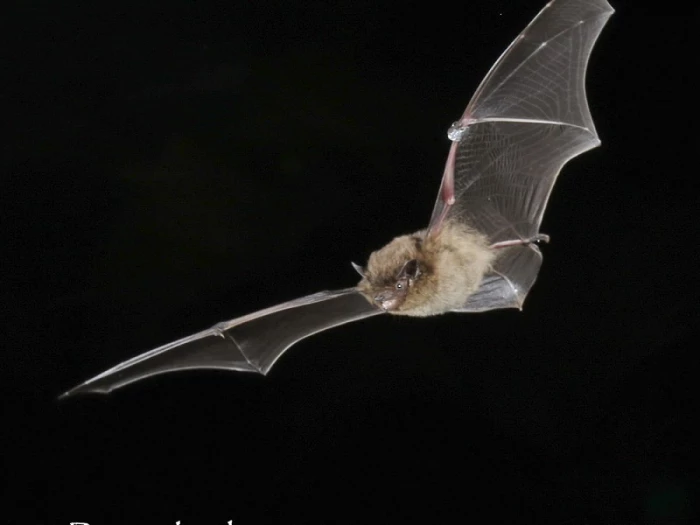 pipistrelle in flight