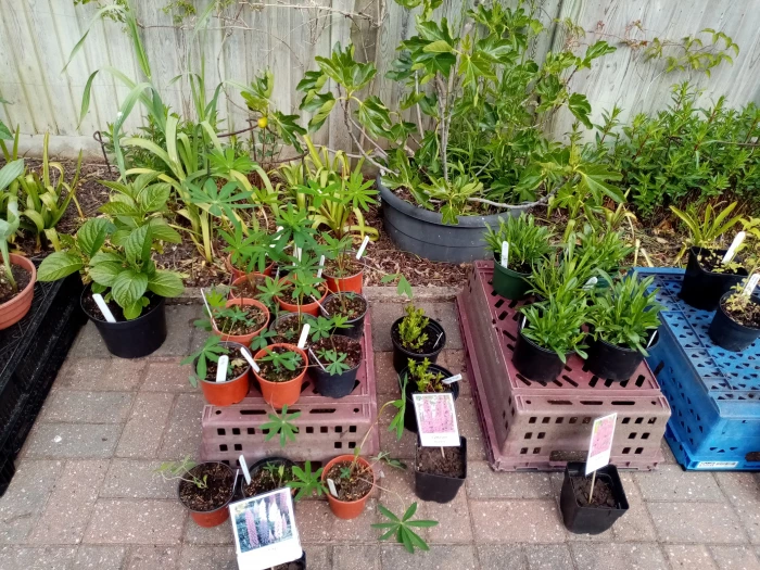 plant sale 2