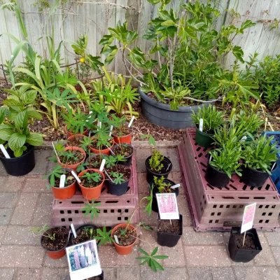 plant sale 2
