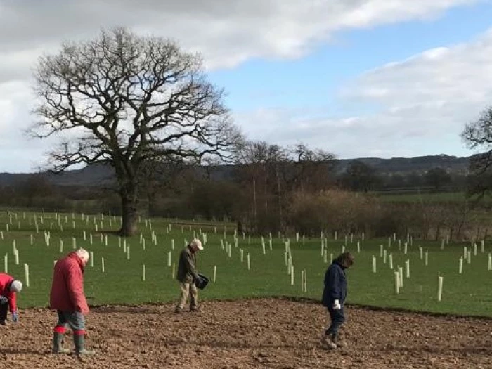 planting of new woodland twig