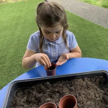 planting