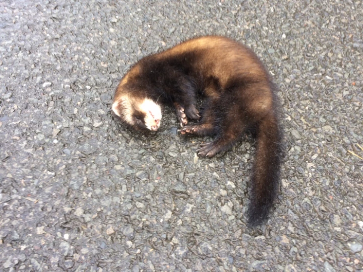 polecat