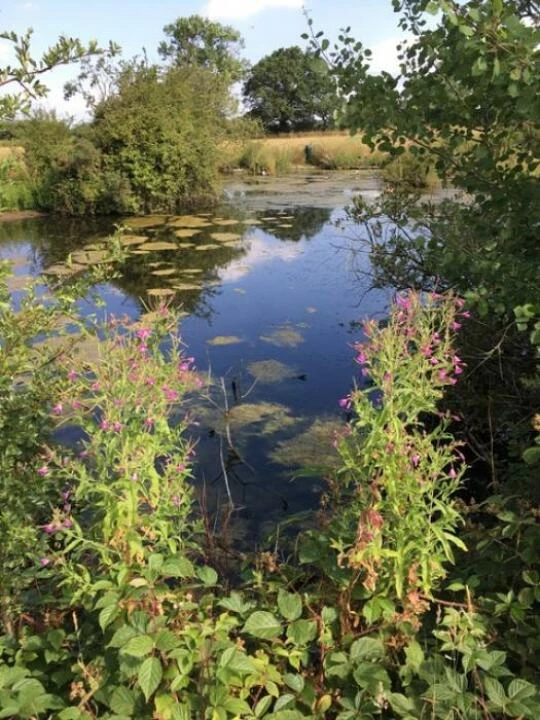 ponds