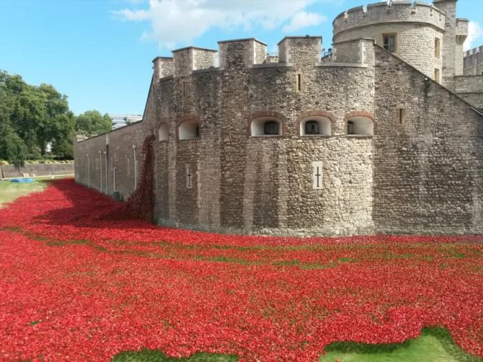 poppies at tower of london
