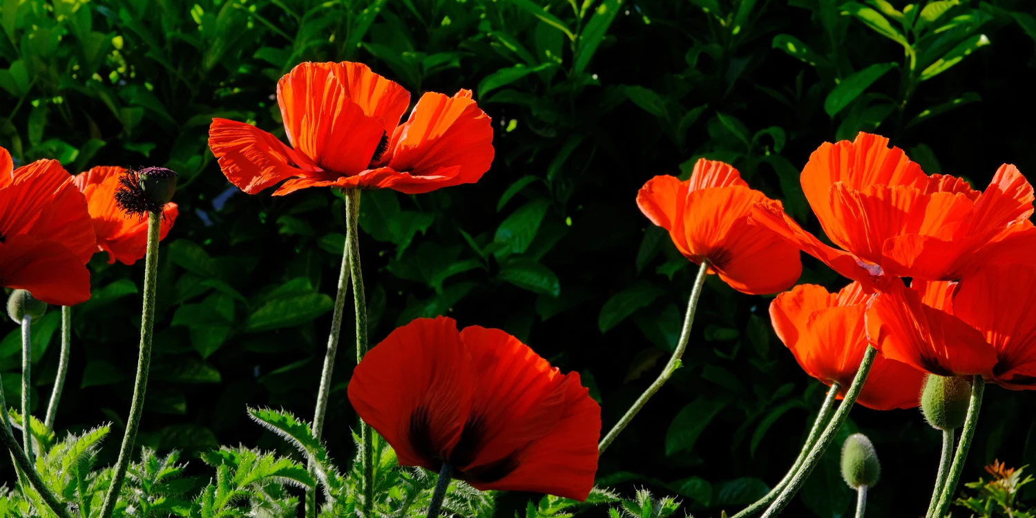 poppy paradef0173