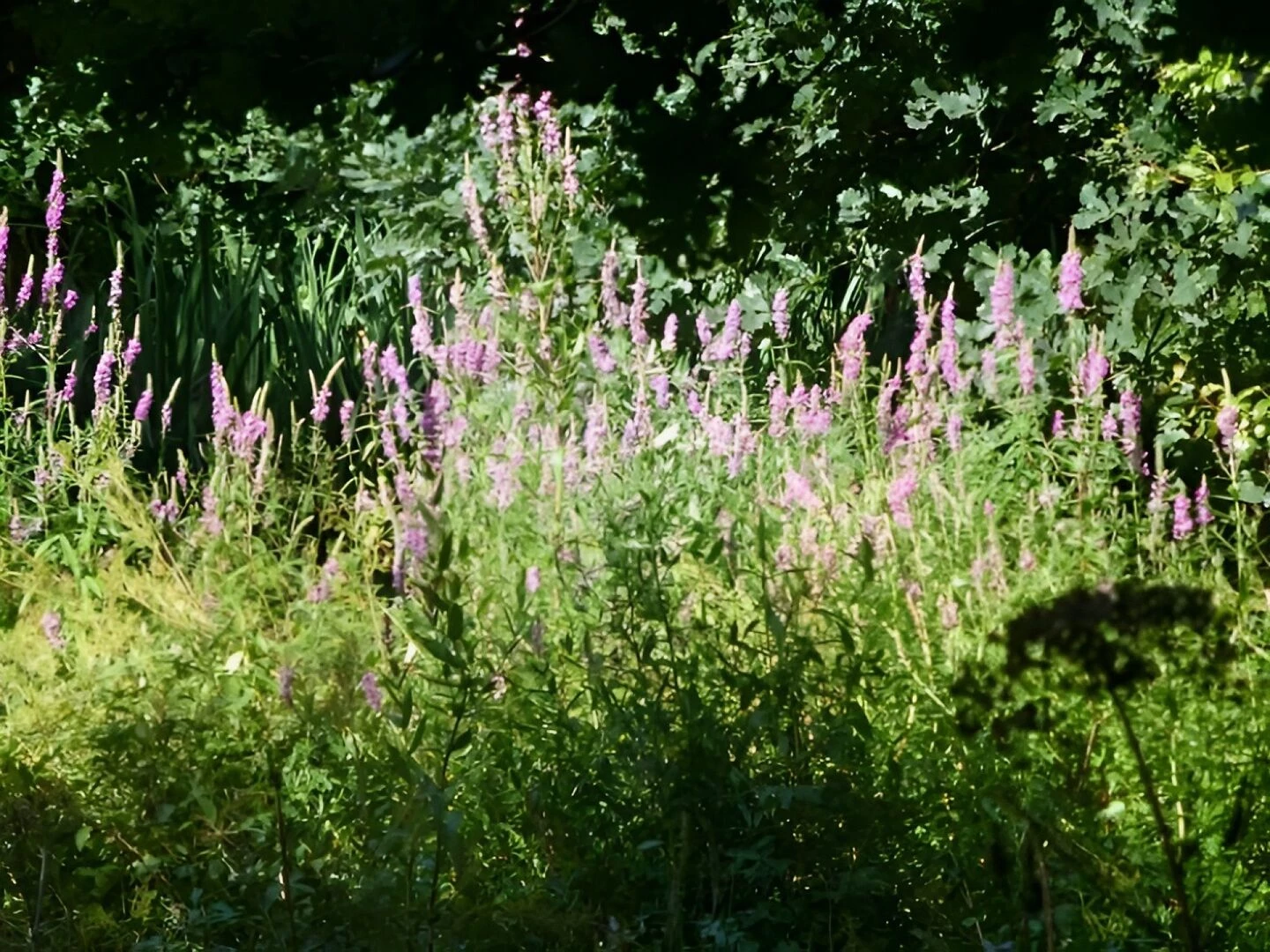 purple loosestrife 1