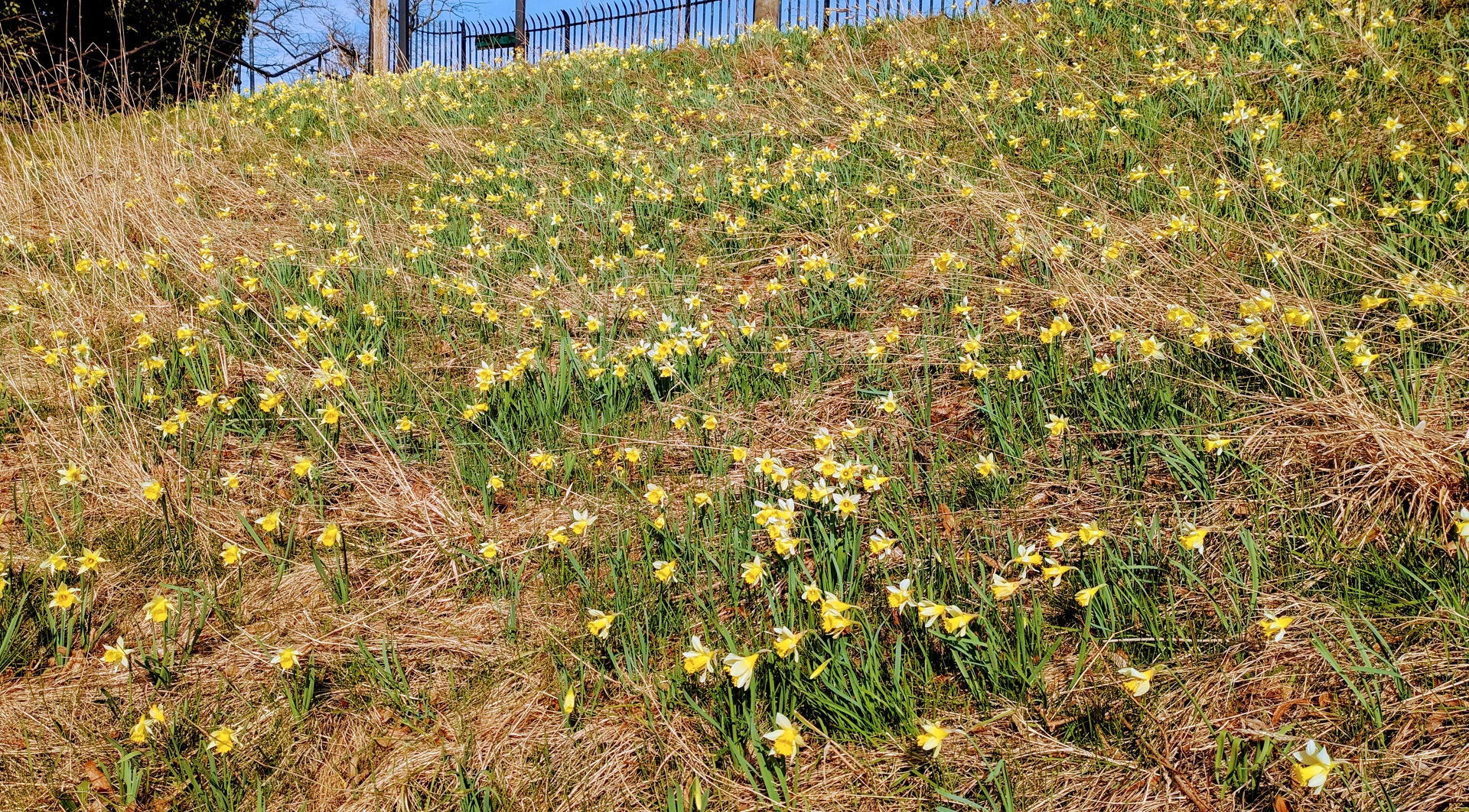 r daffodil bankpxl202503081201223672