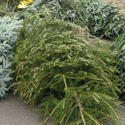 recycle christmas tree