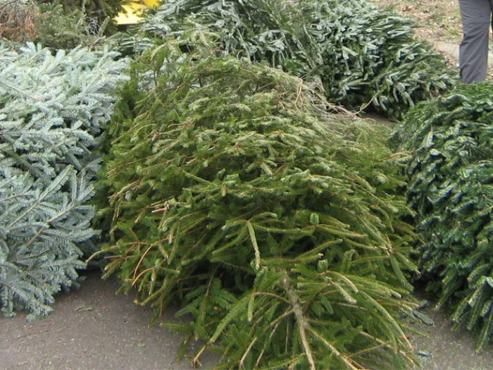 recycle christmas tree