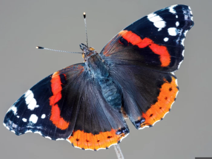red admiral