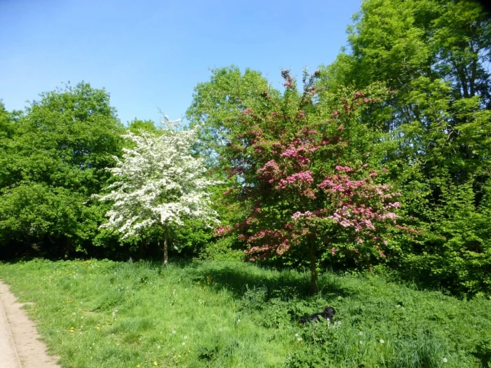 red and white hawthorn