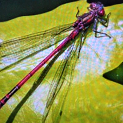 red damselfly