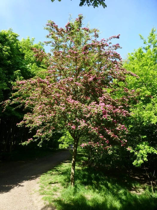 red hawthorn single tree 1
