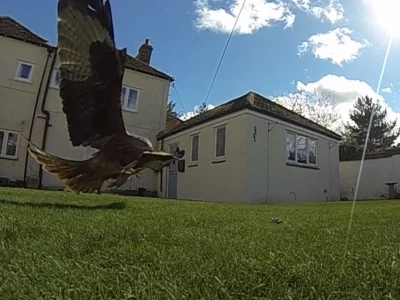 red kites in haddenham