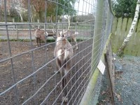 reindeer 3