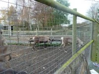 reindeer 4