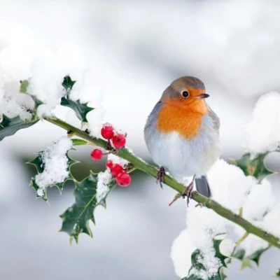 robin on snoiwy holly branch