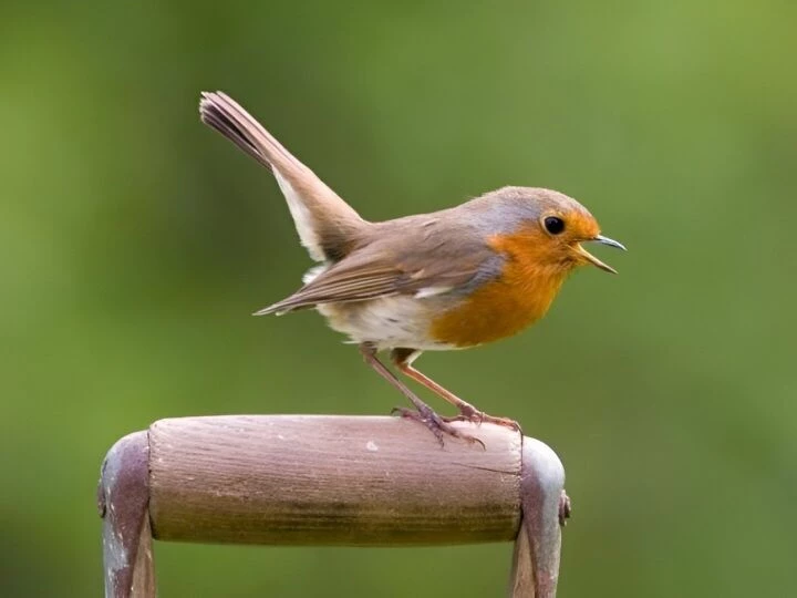 robin