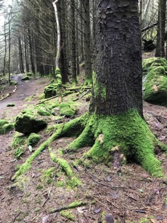 roots